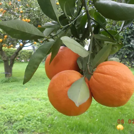 Palocla Sciacca